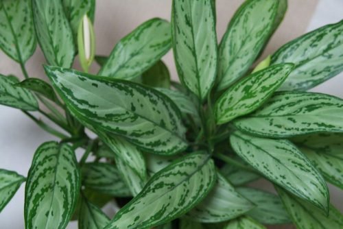 13-potted-chinese-evergreen