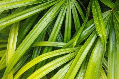 14-bamboo-palms-rain-drops
