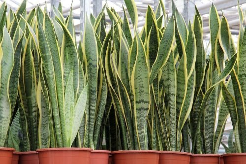 5-potted-sansevieria