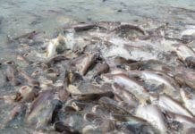 Kisah Inspiratif Gibran Huzaifah, Entrepreneur Muda Asli Indonesia yang Diakui Dunia