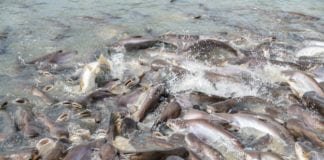 Kisah Inspiratif Gibran Huzaifah, Entrepreneur Muda Asli Indonesia yang Diakui Dunia