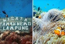 Mau Ketemu dan Lihat Langsung Ikan Nemo? Wisata Taman Nemo Lampung Pahawang Tempatnya!