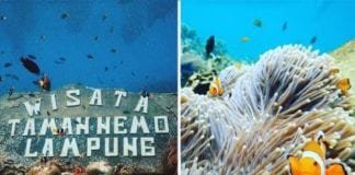 Mau Ketemu dan Lihat Langsung Ikan Nemo? Wisata Taman Nemo Lampung Pahawang Tempatnya!