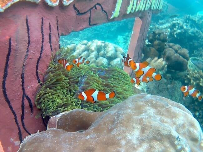 (Ikan Nemo yang terkenal di Taman Nemo Pahawang - jumanto.net)