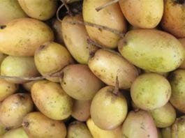 Manfaat Buah Kemang untuk Kesehatan Tubuh Kita