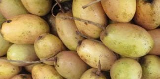 10 Manfaat Buah Kemang, Salah Satunya Menurunkan Resiko Kanker! Manfaat Buah Kemang untuk Kesehatan Tubuh Kita