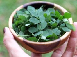 Manfaat Daun Kelor untuk Kesehatan