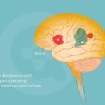 Apa Itu Penyakit Afasia? Pelajari Gejala dan Penyebabnya penyakit afasia