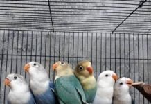 Burung Lovebird Termahal, Memiliki Bulu yang Sangat Cantik burung lovebird