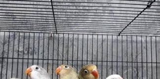 Burung Lovebird Termahal, Memiliki Bulu yang Sangat Cantik burung lovebird