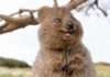 Binatang Murah Senyum, Si Quokka Australia yang Lucu hewan quokka