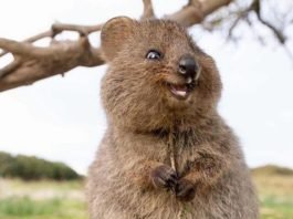 hewan quokka