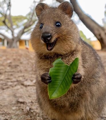 Hewan Quokka Australia yang Lucu dan Murah Senyum