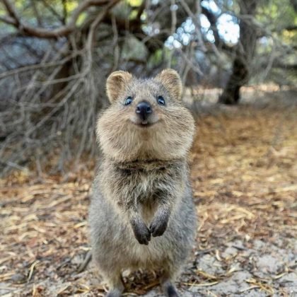 Hewan Quokka Australia yang Lucu dan Murah Senyum