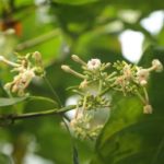 Mengenal Kina, Tanaman Herbal Dengan Segudang Manfaatnya! tanaman kina