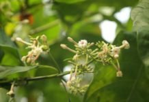 Mengenal Kina, Tanaman Herbal Dengan Segudang Manfaatnya! tanaman kina