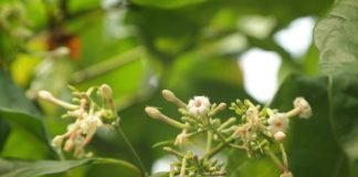 Mengenal Kina, Tanaman Herbal Dengan Segudang Manfaatnya! tanaman kina