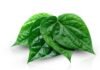 Cara Membuat Antiseptik dari Daun Sirih Selama WFH daun sirih