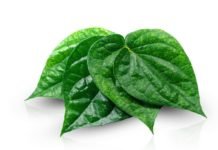 Cara Membuat Antiseptik dari Daun Sirih Selama WFH daun sirih