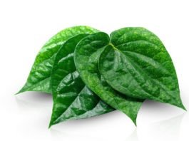 daun sirih
