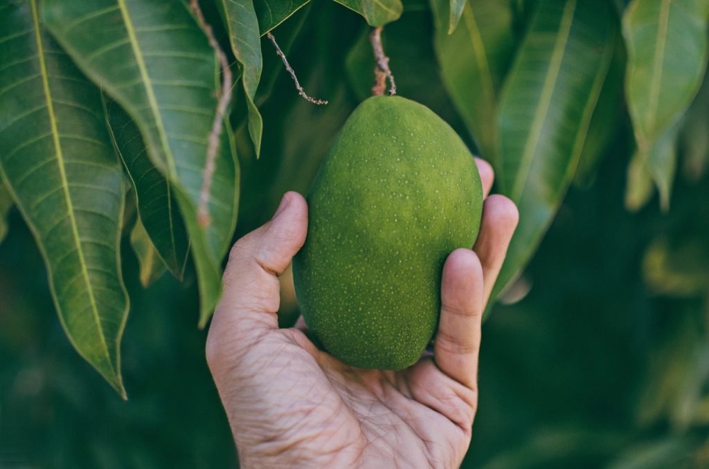 buah mangga untuk meningkatkan imun tubuh