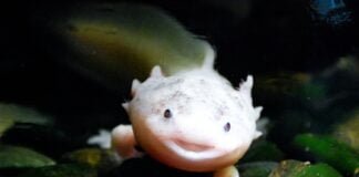 Salamander Axolotl, Hewan Unik yang Bisa Kamu Pelihara di Rumah Memeilihara Hewan Unik Salamander Axolotl di rumah