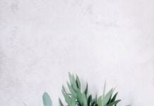 Mengenal Tanaman Eucalyptus dan Berbagai Manfaatnya Mengenal Tanaman Eucalyptus dan Berbagai Manfaatnya