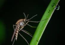 Pengertian Dari DBD, Demam Berdarah Dengue yang Sangat Berbahaya! Pengertian dari DBD