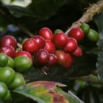 Resep – A Coffee Story, Kopi Go Digital dan Kopi Indonesia Mendunia resep coffee story