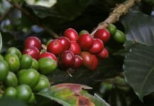 Resep – A Coffee Story, Kopi Go Digital dan Kopi Indonesia Mendunia resep coffee story