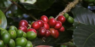 Resep – A Coffee Story, Kopi Go Digital dan Kopi Indonesia Mendunia resep coffee story