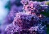 Tren Warna Lilac 2023: Pesona Warna Lavender yang Memikat bunga lilac lavender