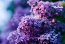 Tren Warna Lilac 2023: Pesona Warna Lavender yang Memikat bunga lilac lavender