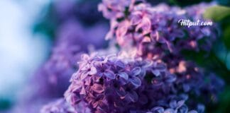 Tren Warna Lilac 2023: Pesona Warna Lavender yang Memikat bunga lilac lavender