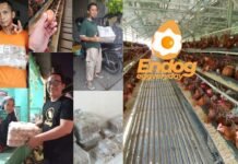 Harga Telur Ayam di Bogor Murah, ENDOG Pilihan Tepat! harga telur ayam di bogor