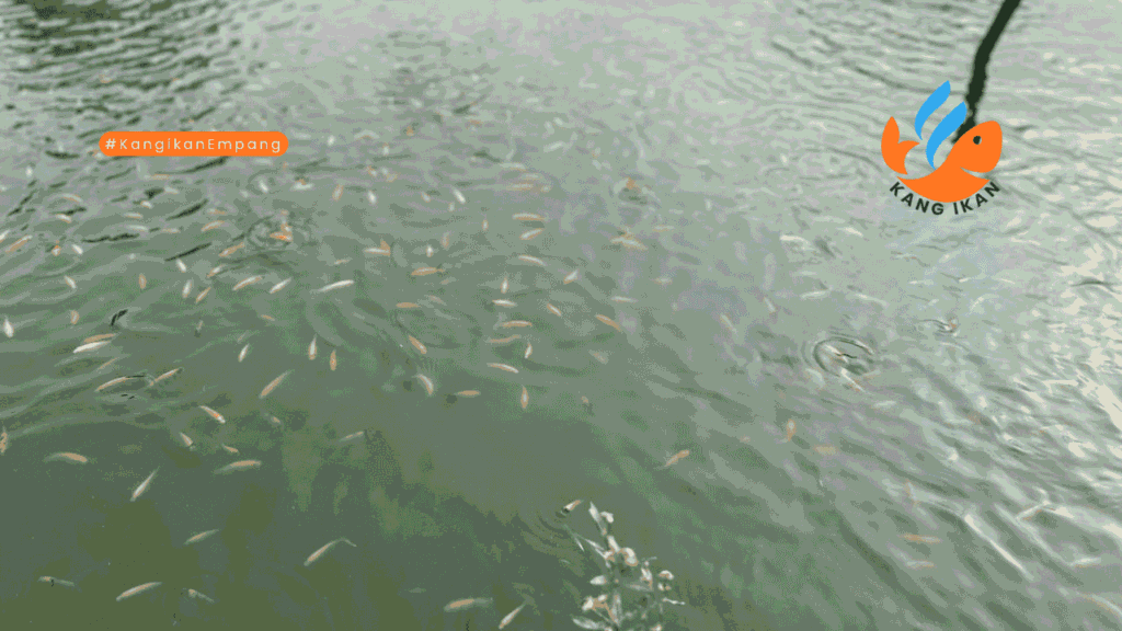 bibit ikan nila merah depok