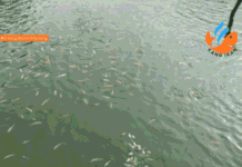 Pusat Jual Bibit Ikan Nila Merah Berkualitas di Depok bibit ikan nila merah depok