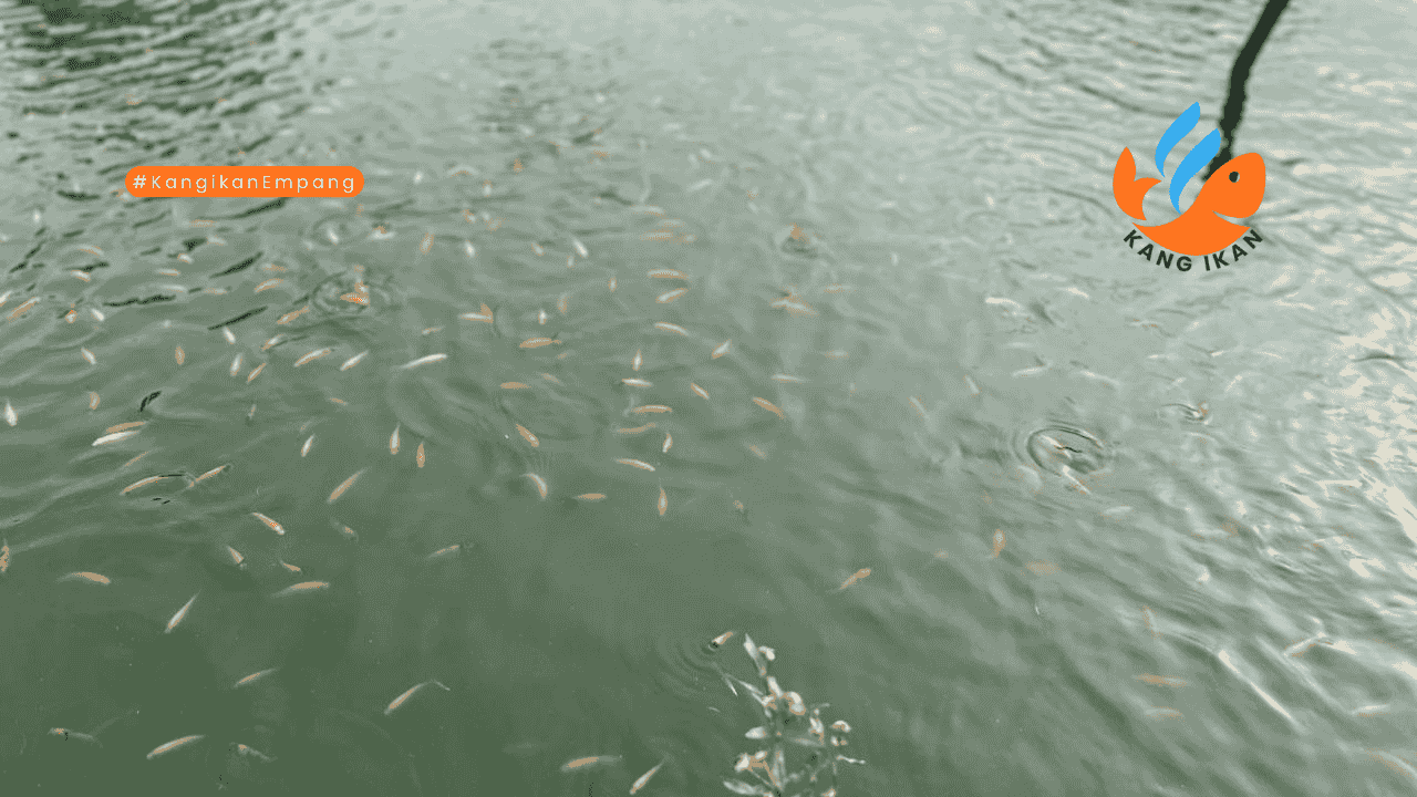 bibit ikan nila merah depok