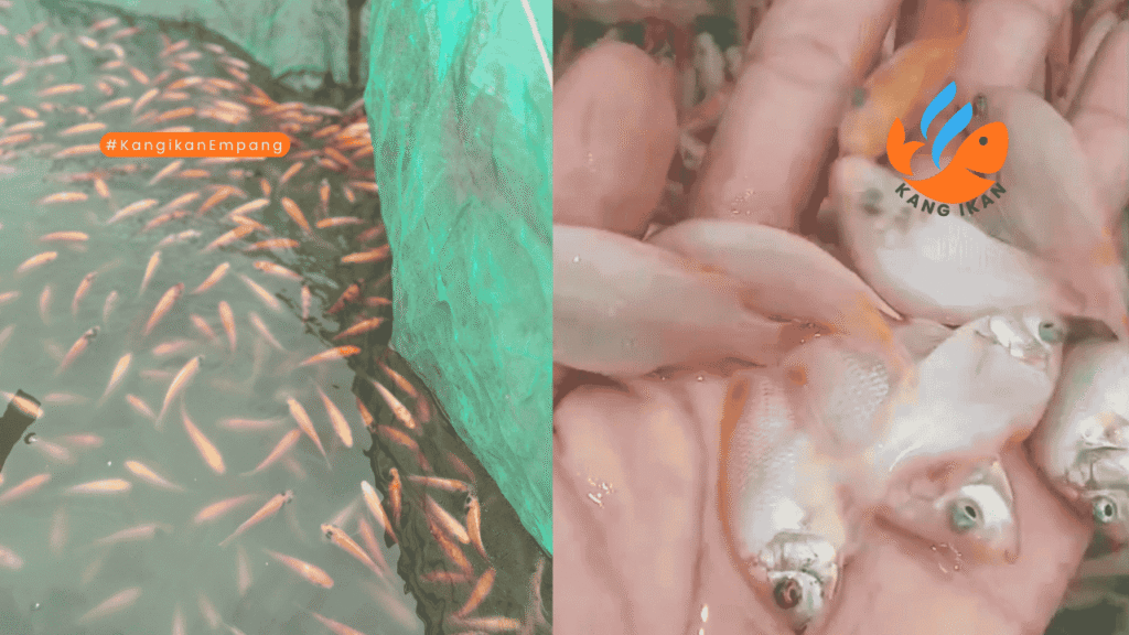 perbedaan nila merah dan hitam