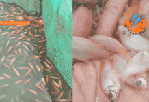 Perbedaan Bibit Ikan Nila Merah dan Nila Hitam perbedaan nila merah dan hitam