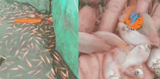 Perbedaan Bibit Ikan Nila Merah dan Nila Hitam perbedaan nila merah dan hitam